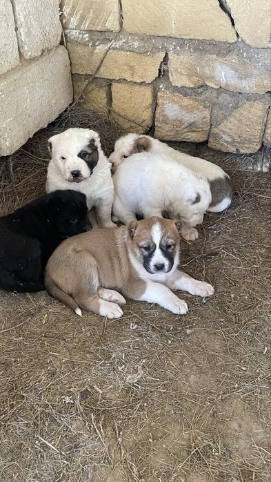 Алабай (ұрғашы) күшіктер сатылады