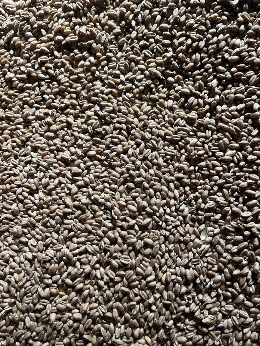 Grau  de calitate,asigur transport