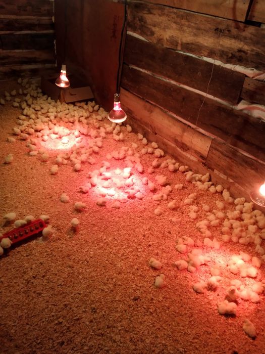 Цеплята бролер рос 308-Чехия.