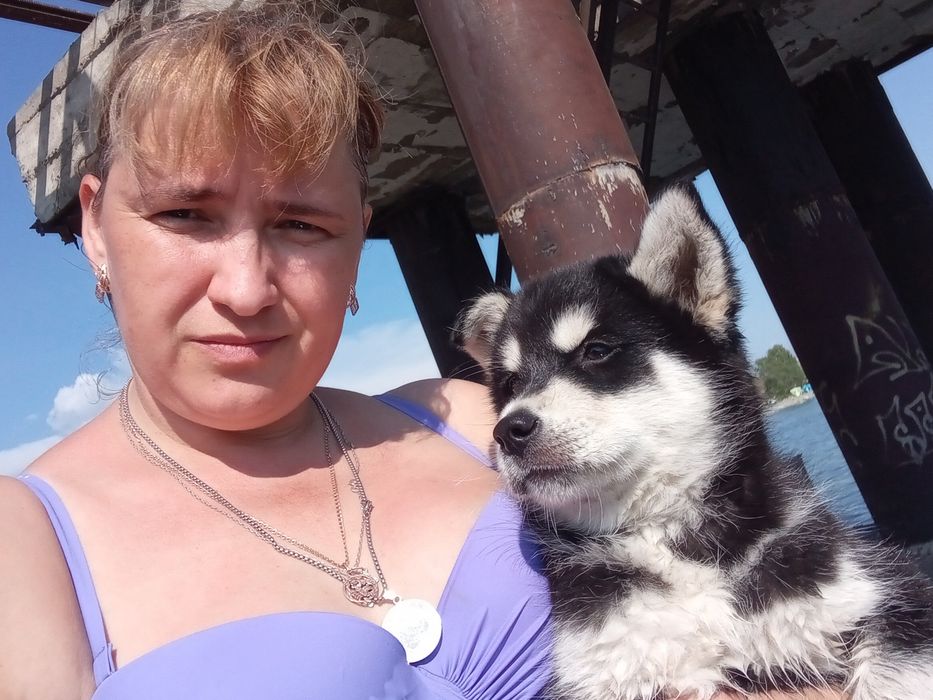 Продам щенка хаски