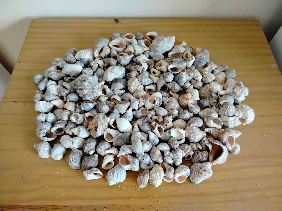 Естествени материали за декорация- шишарки, пера и МАЛКИ рапанчета