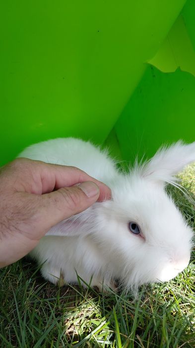 Iepuri cap de leu si cusca