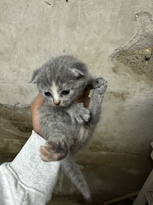 Mushuk scottish fold