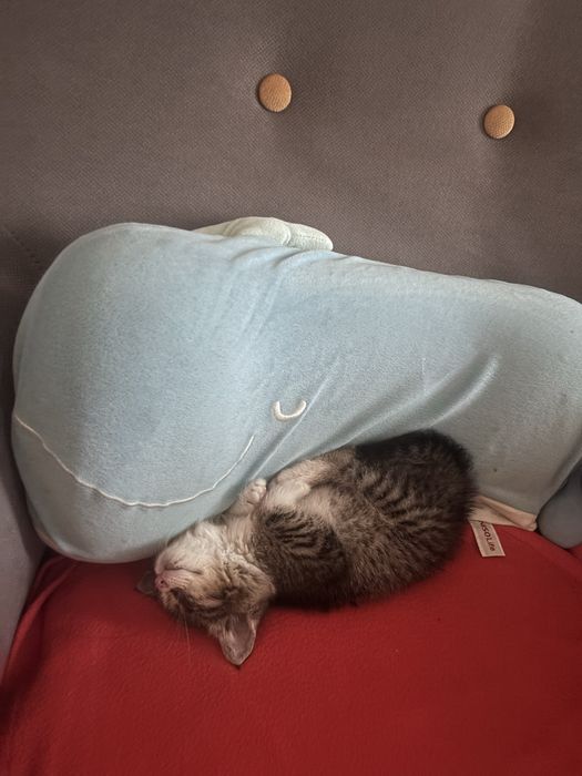 Кошечка 1,5 месяца