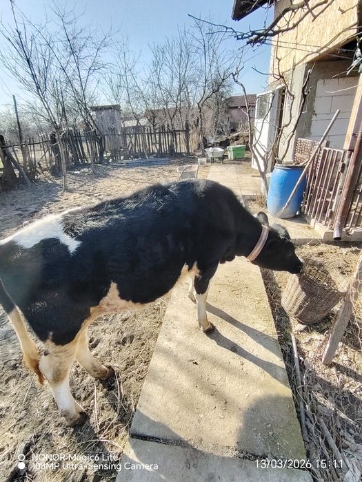 Vând vițea Holstein