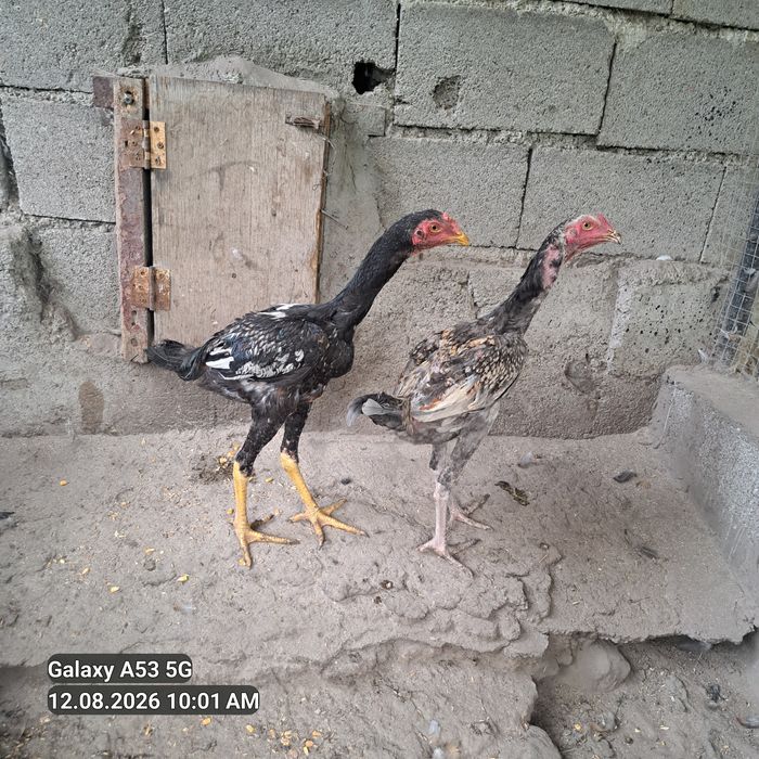 Продам 4 дакана. 5 месецев