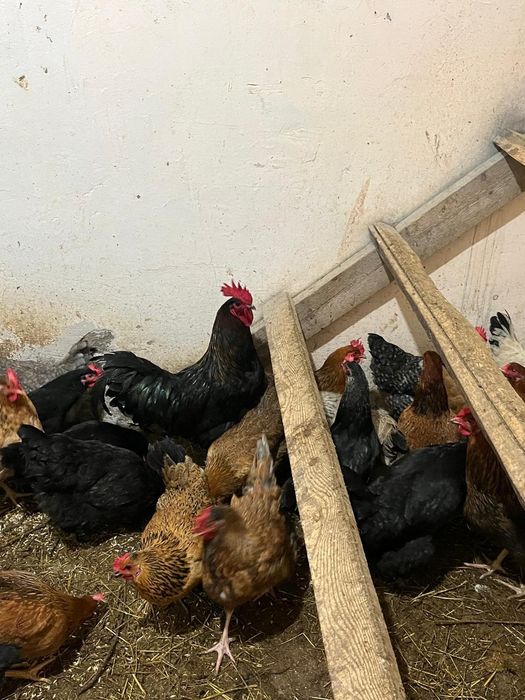 продам инкубационные яйца