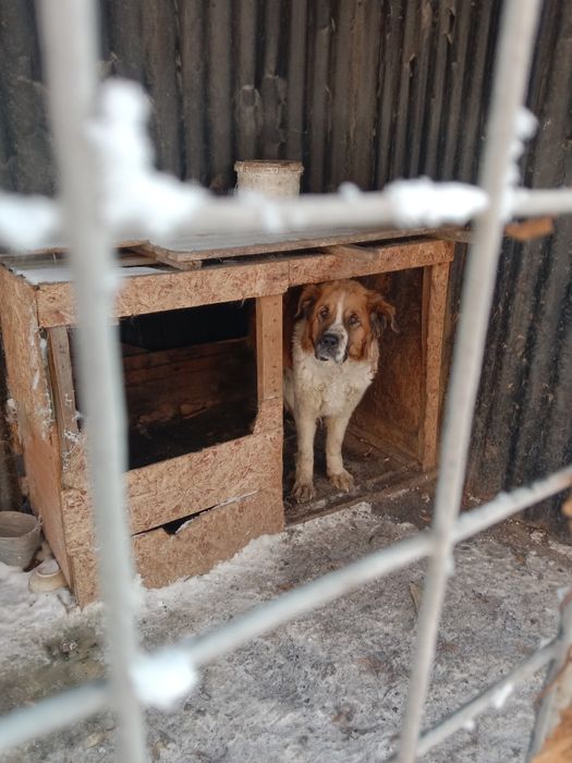 Московская сторожевая