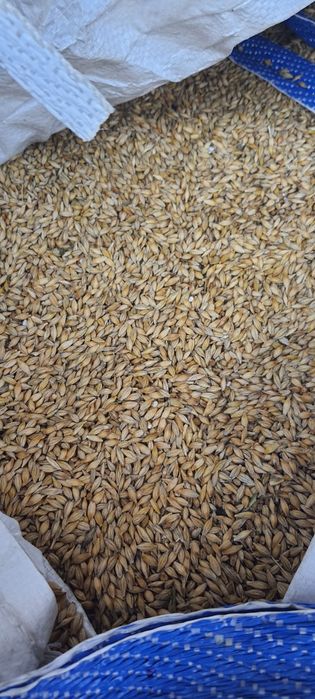 De vânzare porumb, orz