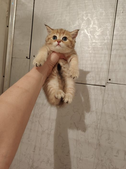 Серебро Шиншиллы девочки