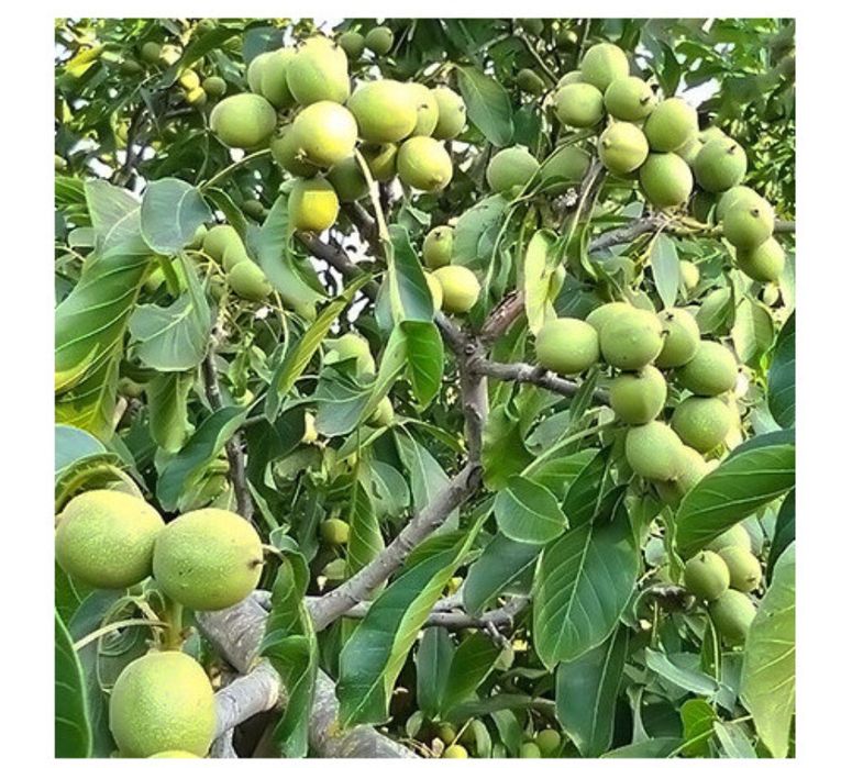 Vând nuci din nucă soiuri diferite