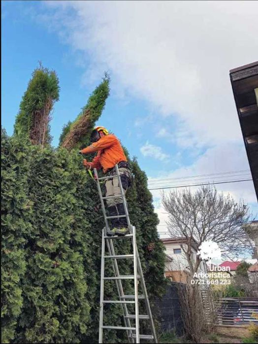 Toaletare Copaci Pomi Arbori Ingrijire Tundere Gard Viu Sector 1