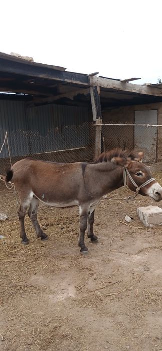 продам Ишака С Телегой!
