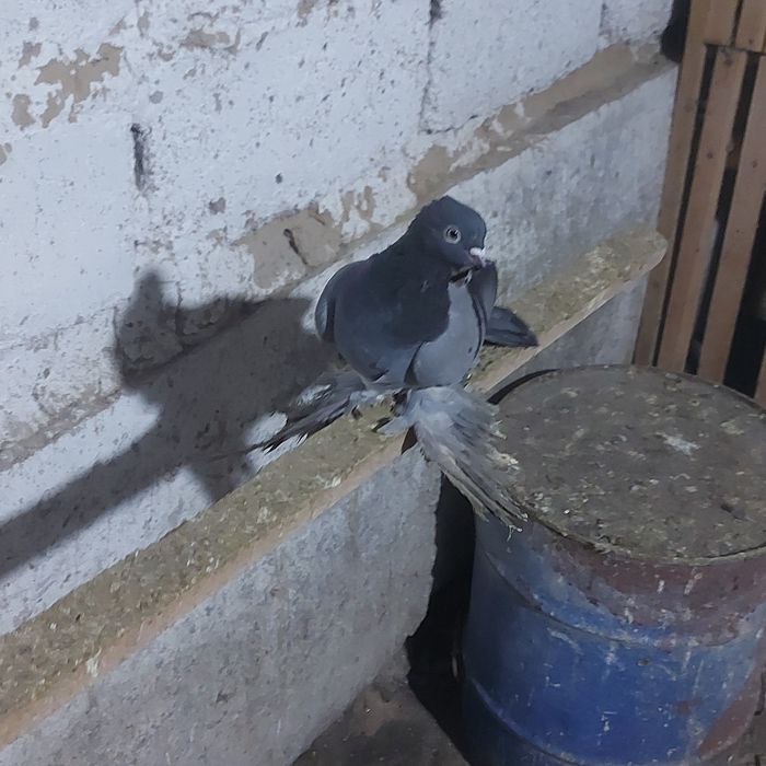 Сизи самка гребля игра тяга канкретна