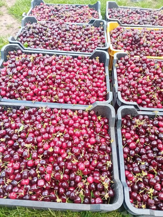 Vând cireșe dulcii