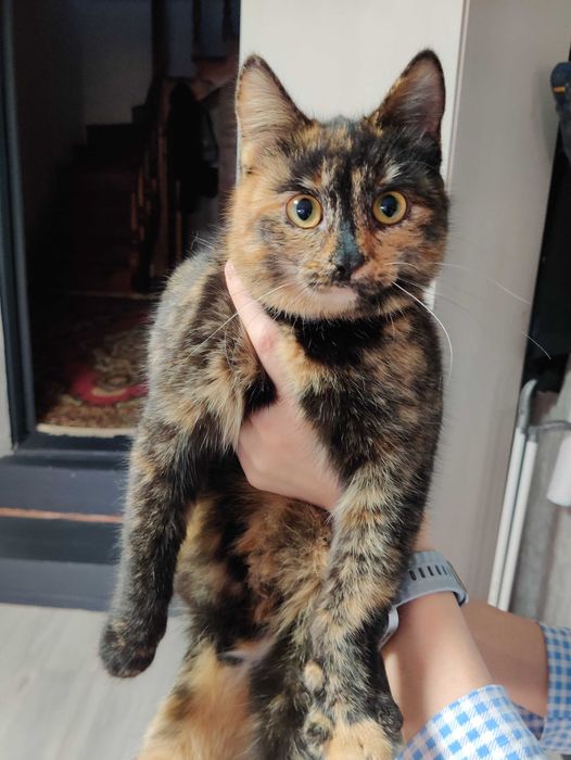 Отдадим бесплатно кошечку