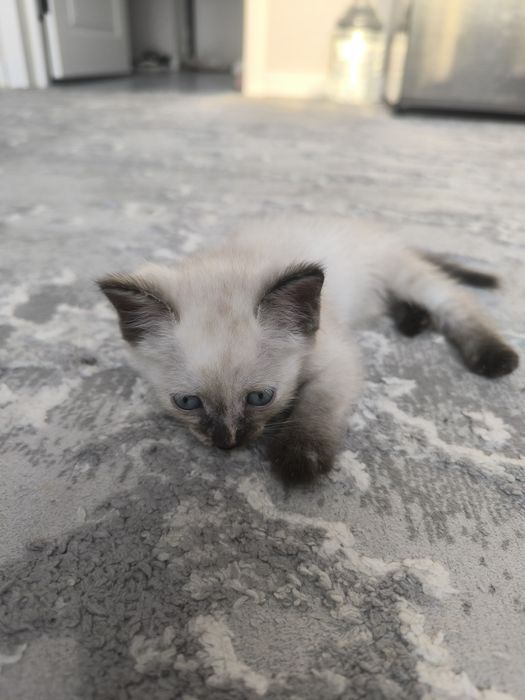 Котенок девочка 2 месяца