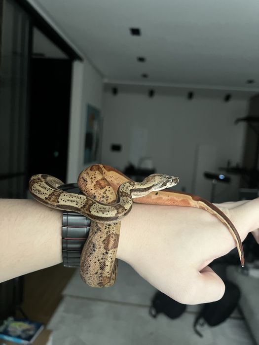 Удав иператорский Img Motley Hypo het Albino Sharp