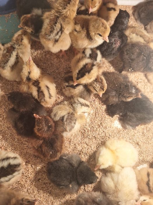 Продам цыплят несушки