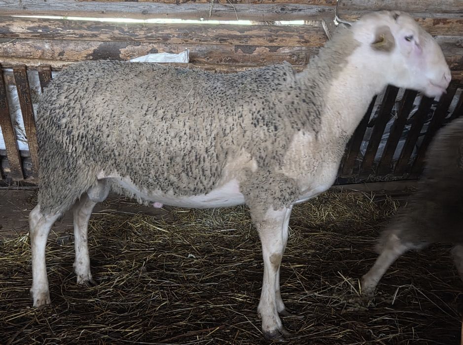 Vand berbecuti lacaune