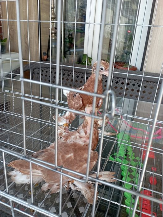 Продам пискунов из под капканов