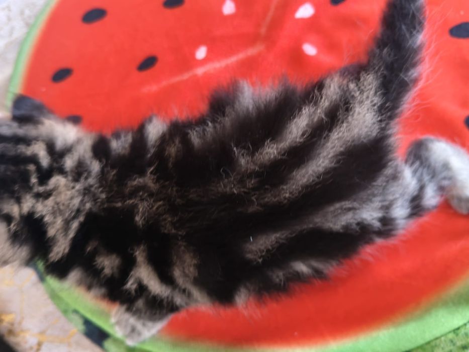 Продам котят породистых