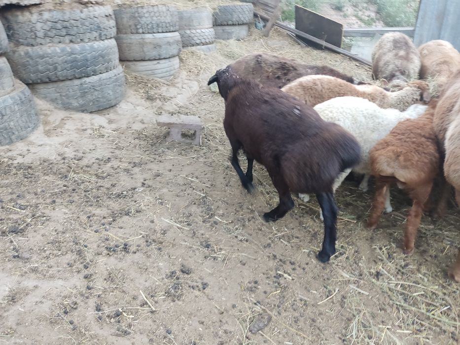 Продам кошкара на племя Гиссар