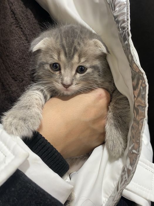 Вислоухий котенок