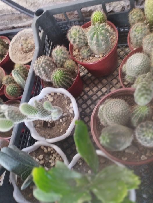 Калекцион кактусладан композиция.