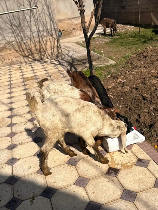 Битал    лақтары