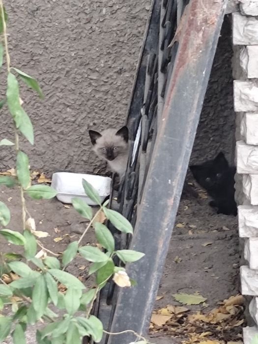 Котята бесплатно