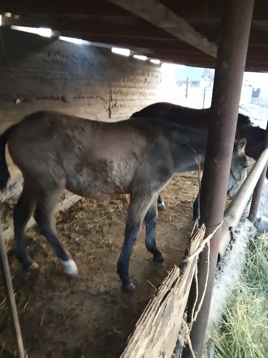 Лошади кобылка и жеребец