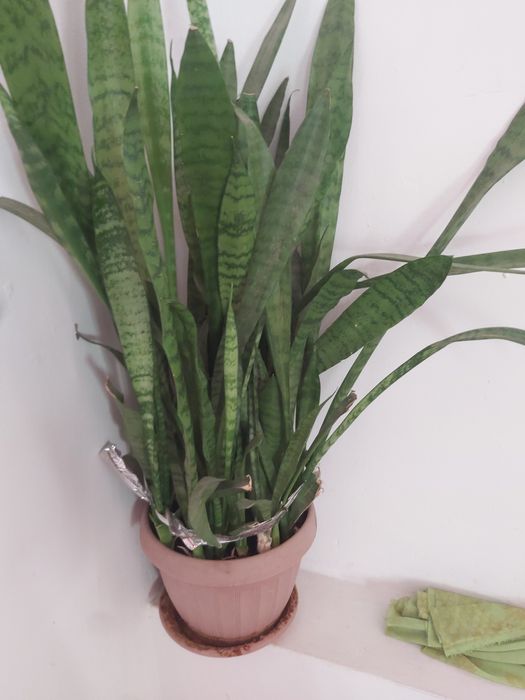 Продам Комнатные цветы