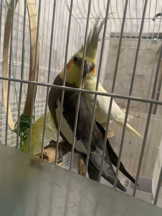 Два корела цена за двоих