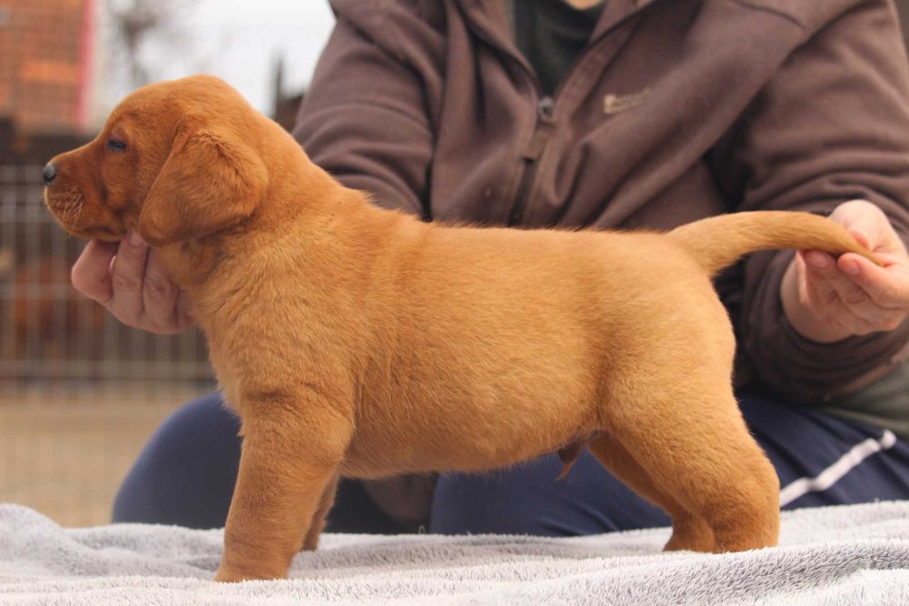 labrador pui foxred cu pedigree