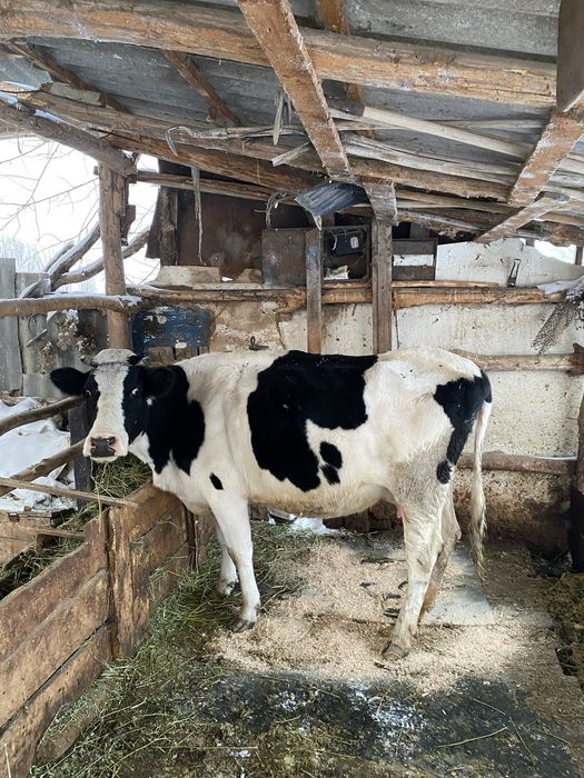 Продам дойную корову с теленком