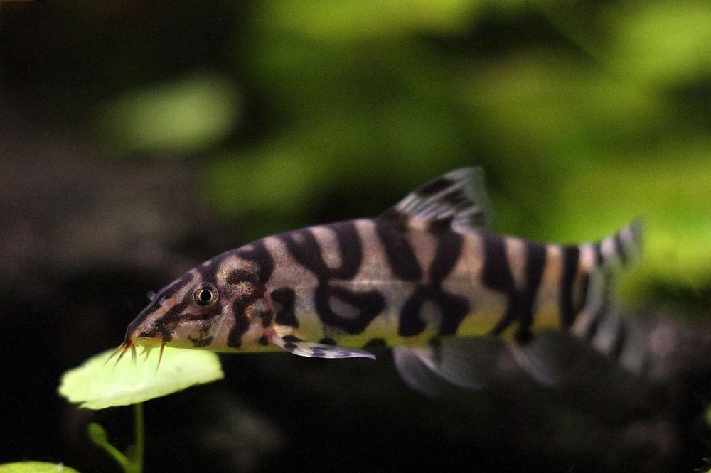 Мраморная боция (mramorniy botsya)