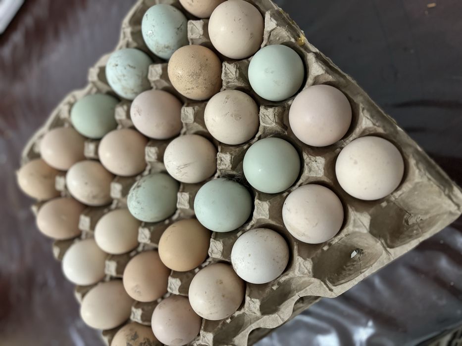 Инкубационные яйца