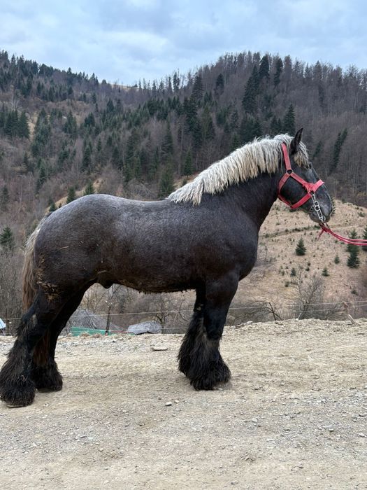 Armasar belgian pentru montă