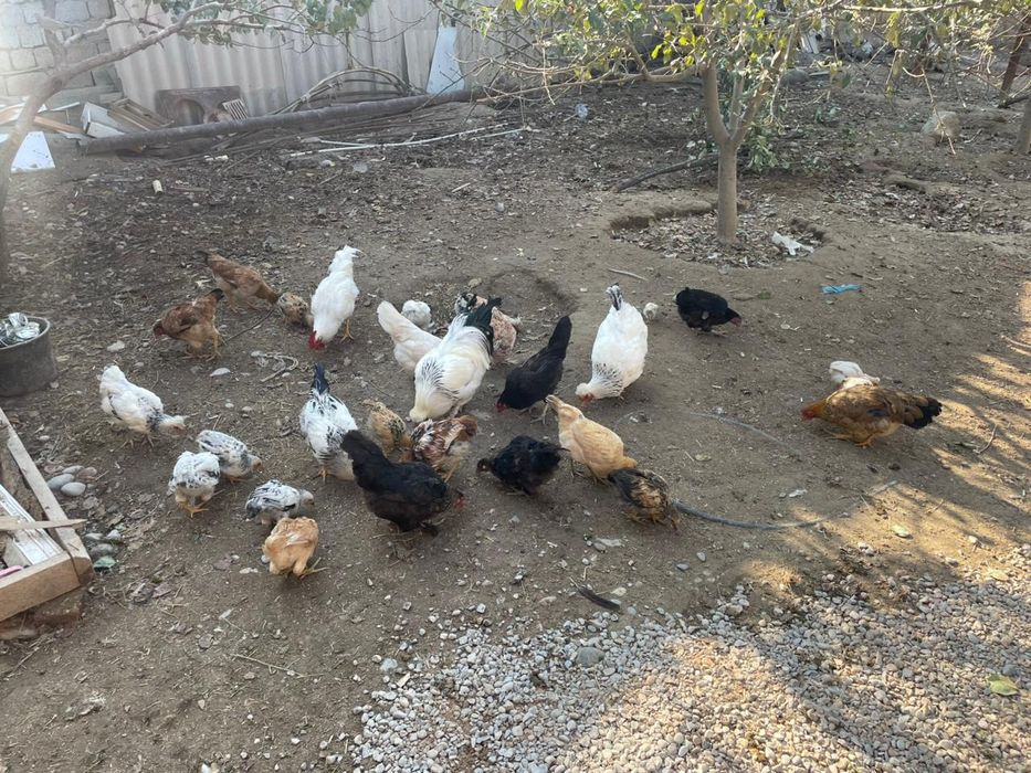 Үй тауықтары сатылады