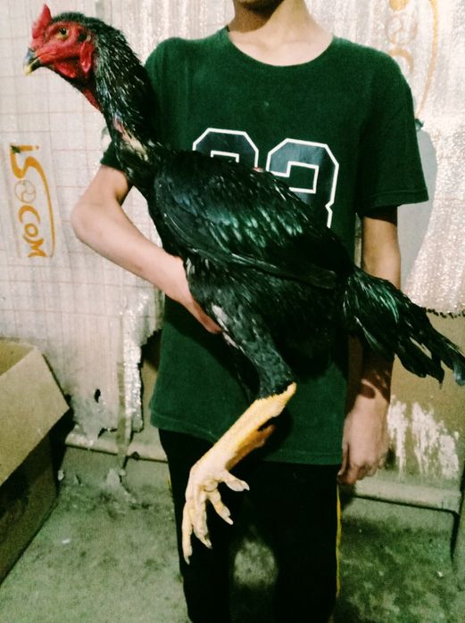 Yerik taylant juja sotiladi