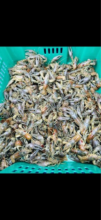 Живые и вареные раки