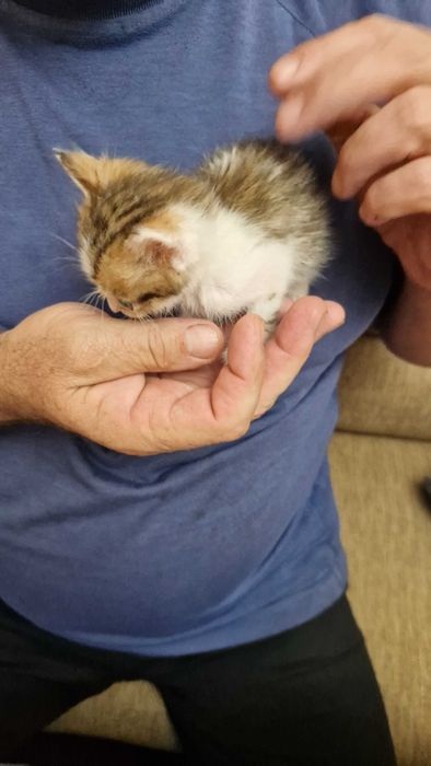 Отдам в добрые руки котят