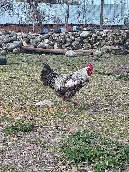 Vând Cocoș 250 RON