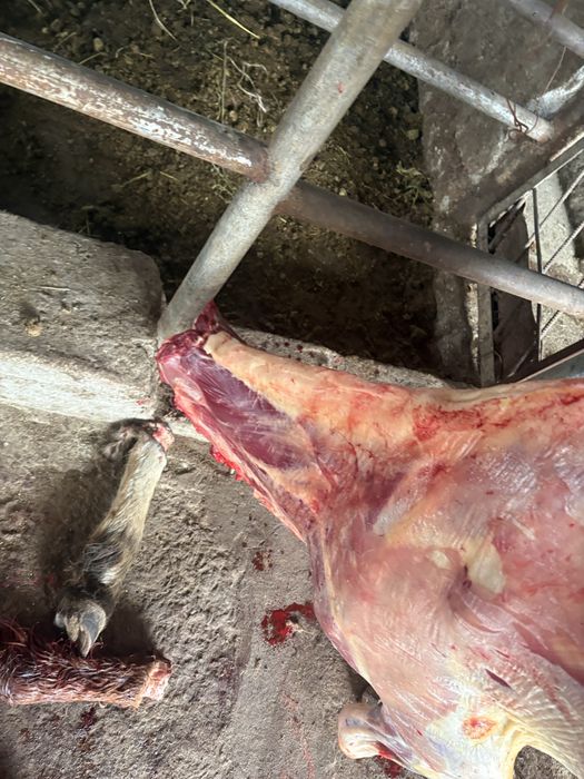 Байталдар сатылады кунажын