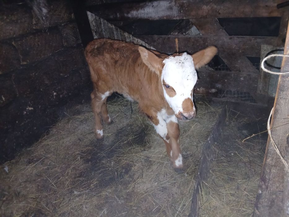 Продам телят . Бычок и тёлочка