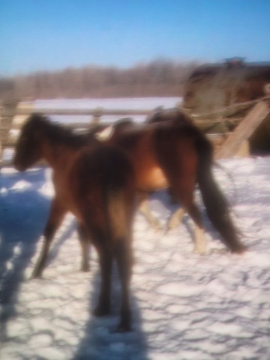 Продам  лошади жеребая