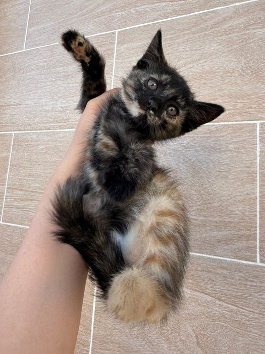 Отдам котенка в добрые руки