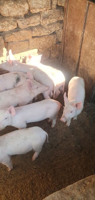 Продаваме малки прасенца