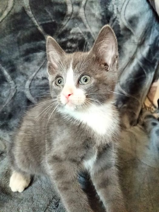 Отдадим котят в хорошие руки